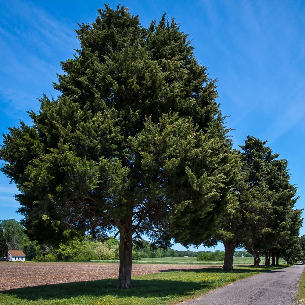 Eastern Red Cedar