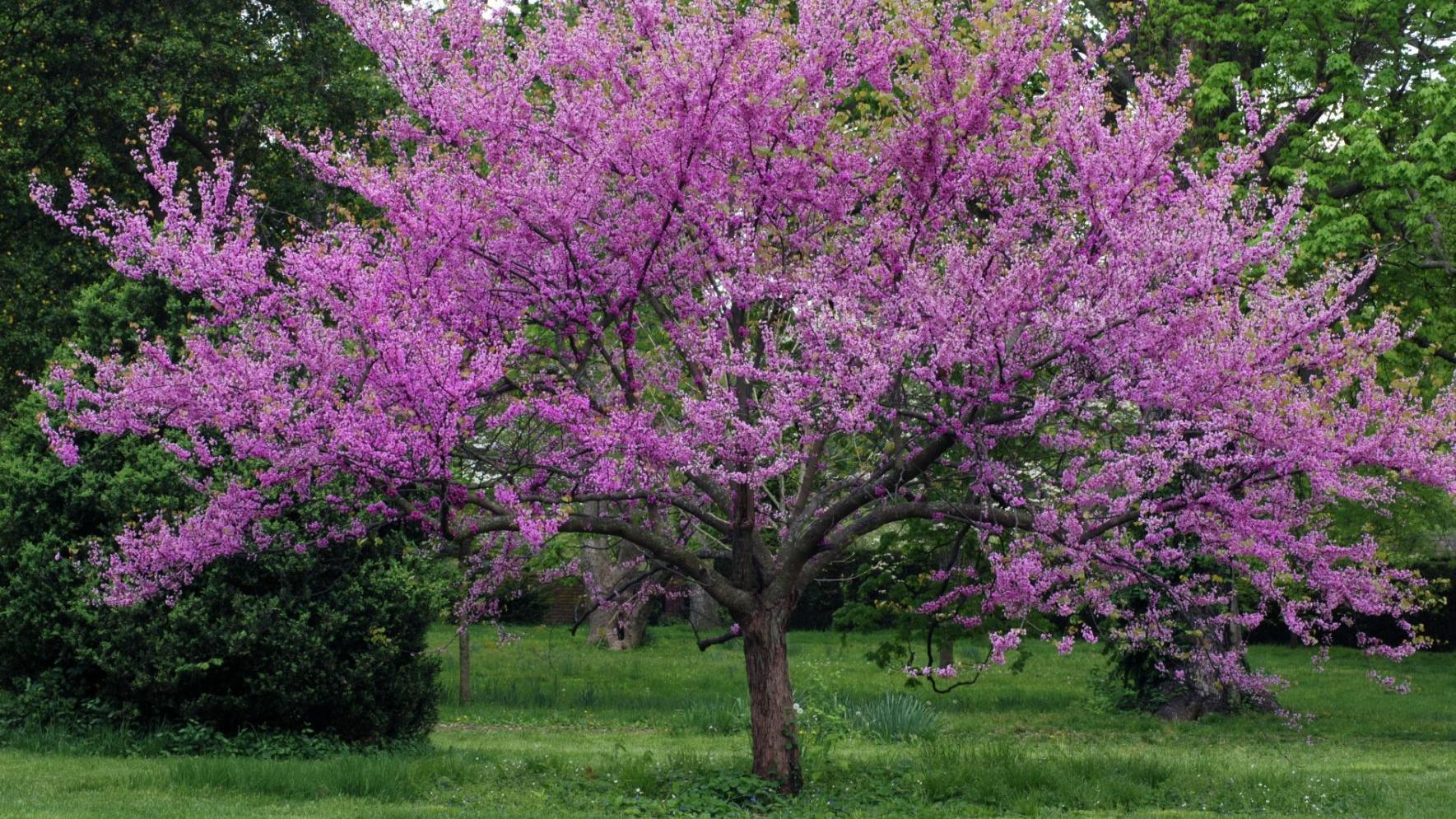 Eastern Redbud