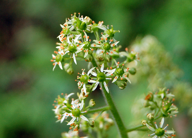 Eastern Swamp Saxifrage