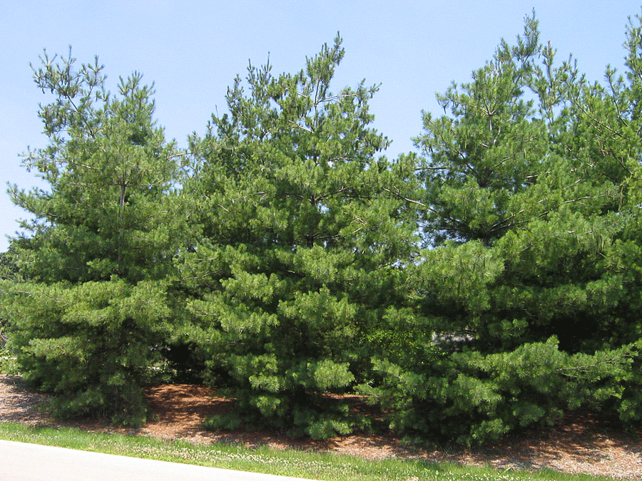 Eastern White Pine