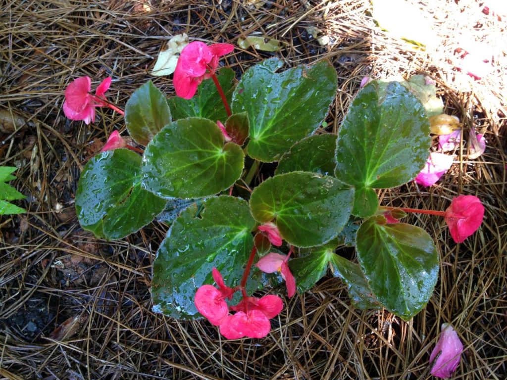Easy Steps to Plant Begonias