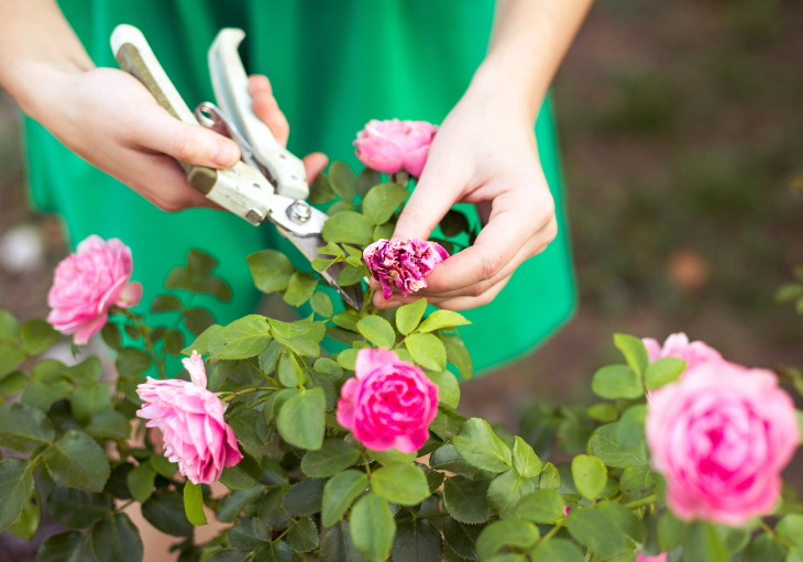 Easy Steps to Prune Your Roses