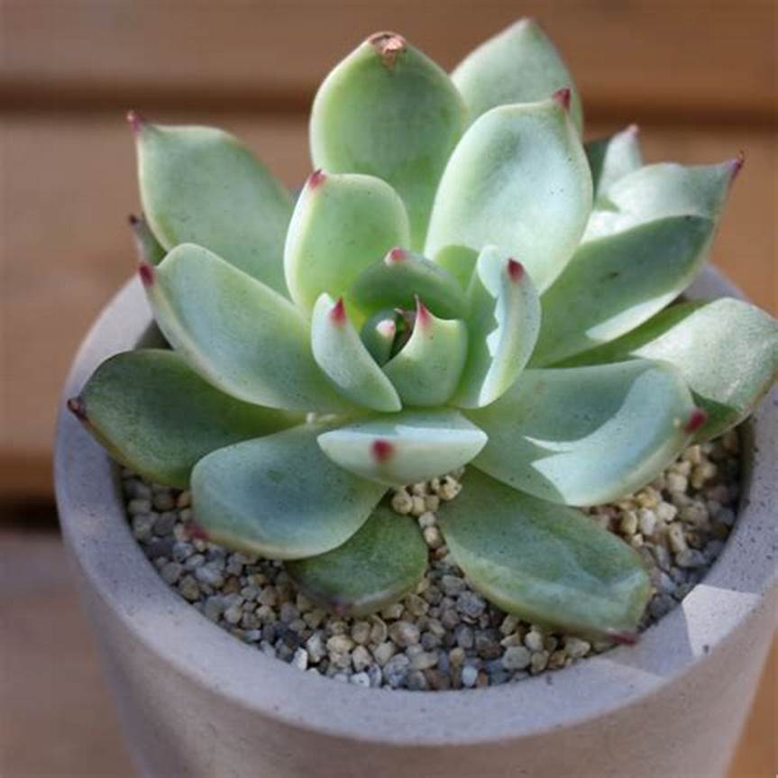 Echeveria