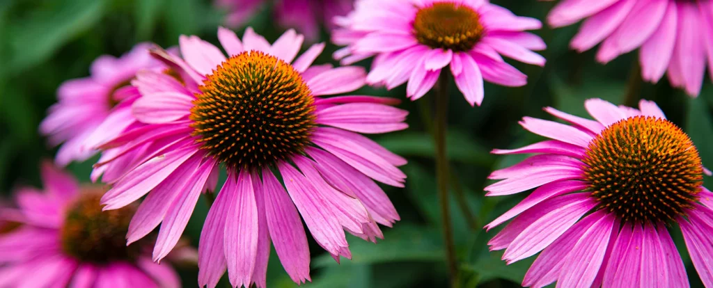 Echinacea