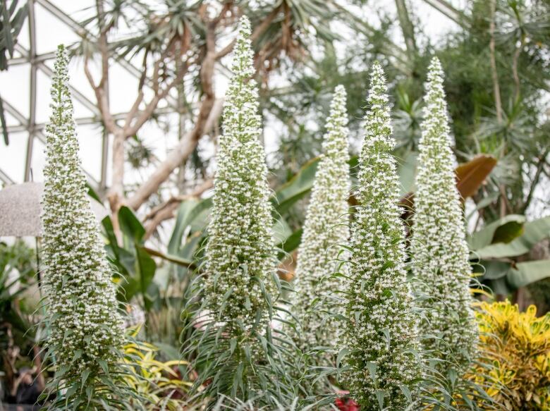 Echium Pininana