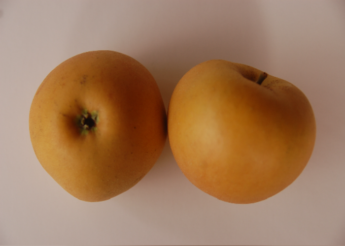 Edmund's Russet