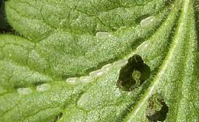 Egg, Larva, Pupa, and Adult.