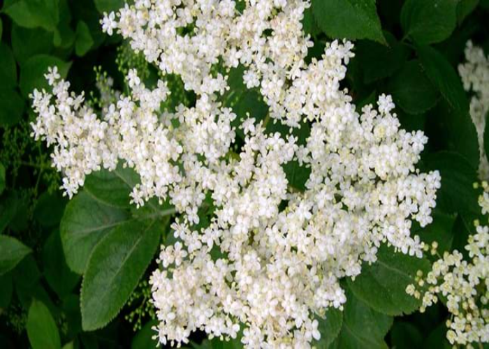 _Elder Flowers