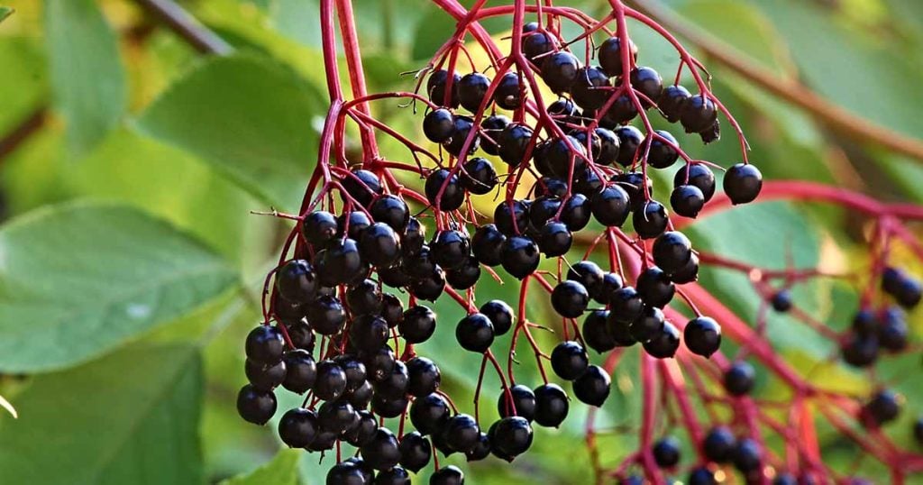 Elderberry