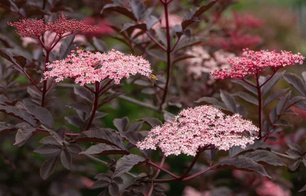 Elderberry Black Beauty