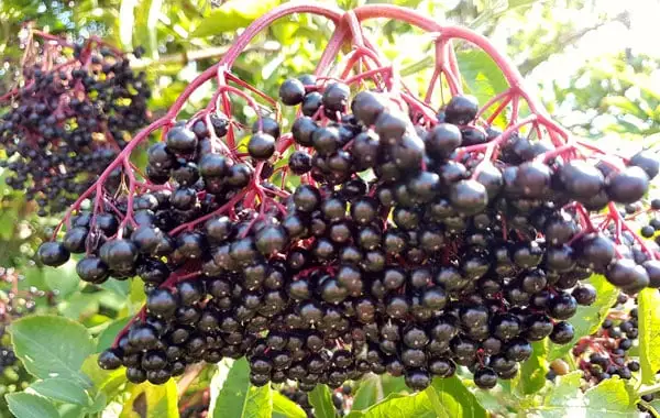 Elderberry