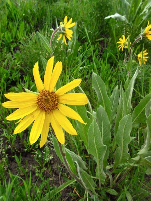 Elecampane 