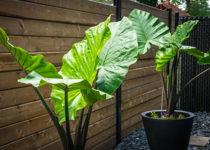 Elephant Ears