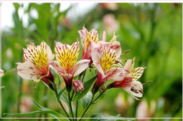 Is Alstroemeria Toxic to Cats or Dogs?