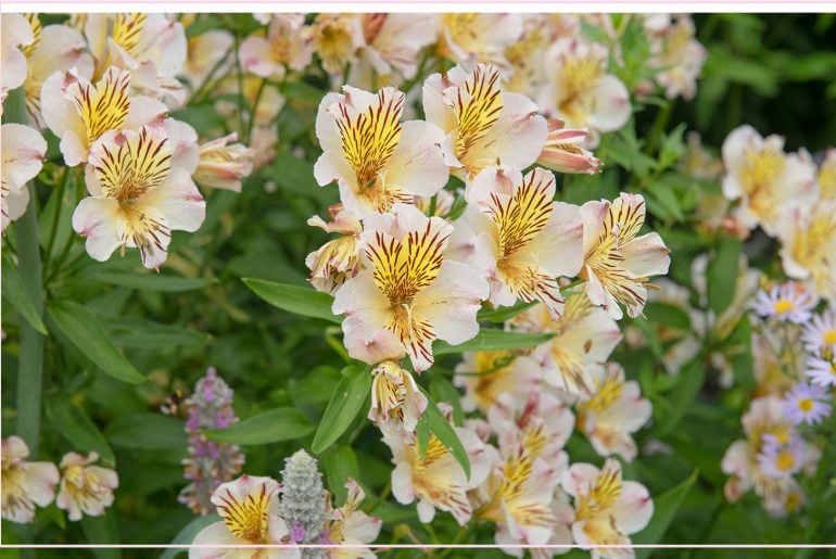 Is Alstroemeria an Annual or Perennial?