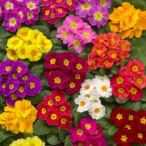 Enchanting Array of Primroses