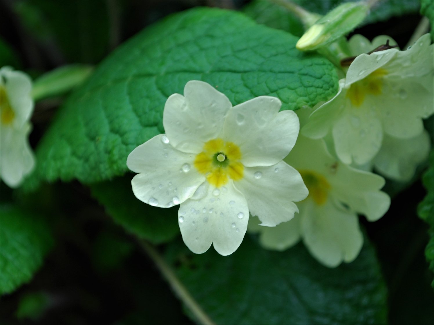 English Primrose