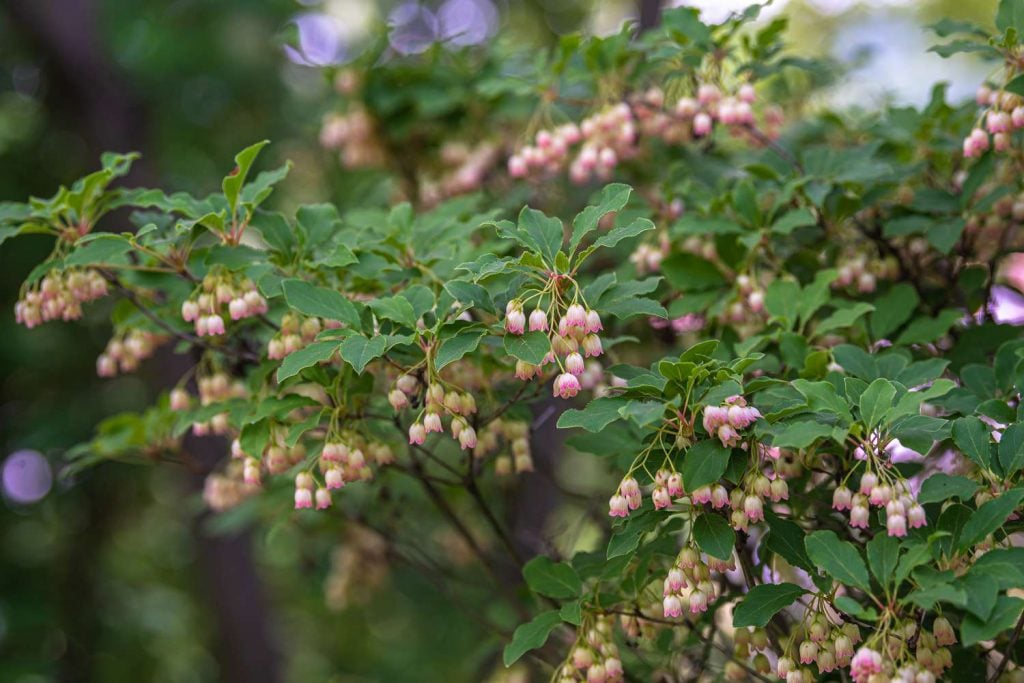 Enkianthus Campanulatus