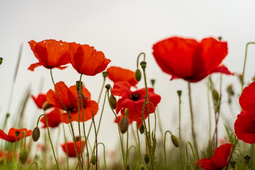 Enough Sunlight to Grow Poppies