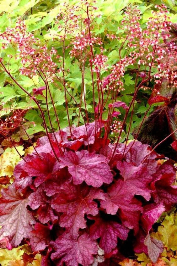 Enrich Your Winter Gardens with Coral Bells