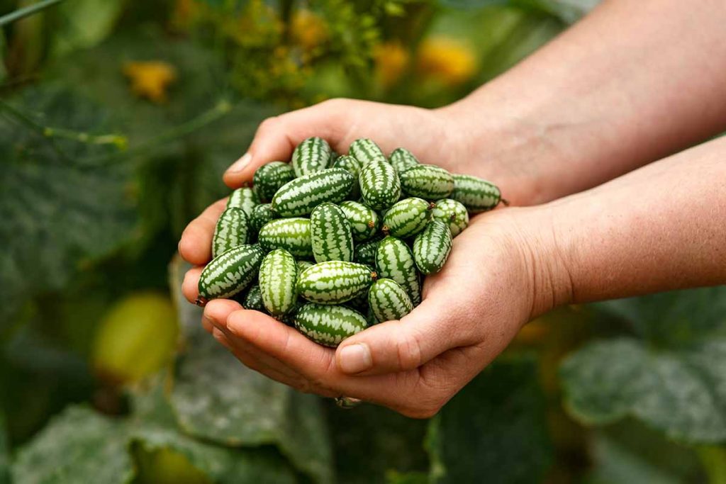 Equipment Necessary for Cultivating Cucamelons