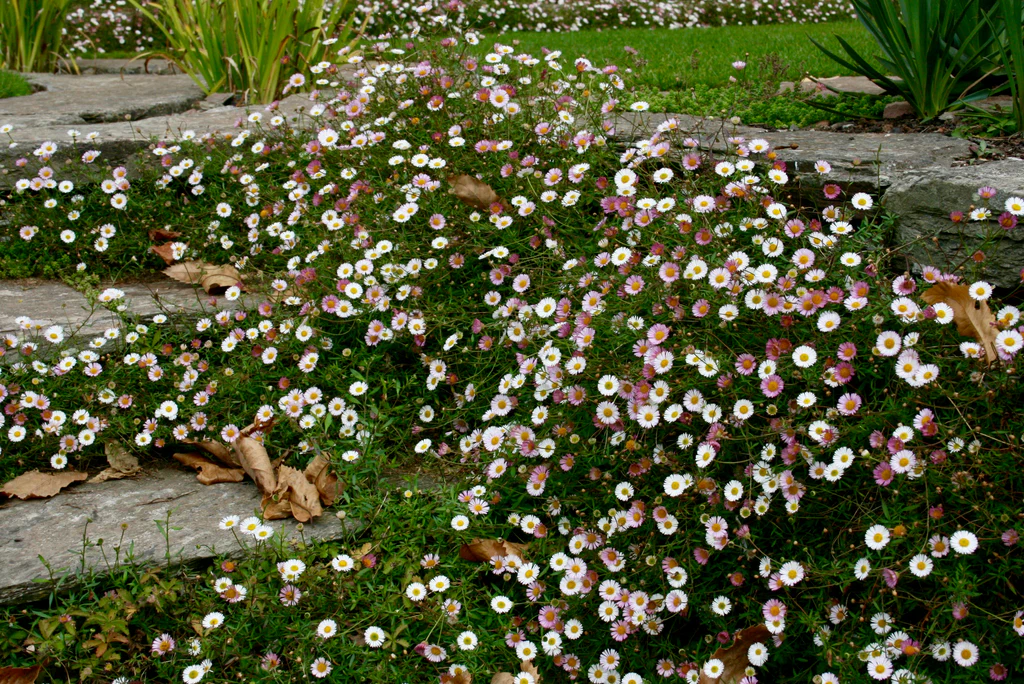 Erigeron Karvinskianus ‘Profusion’