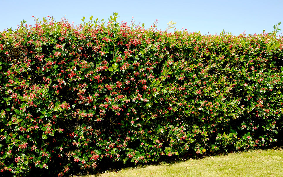 Escallonia Rubra or the Red Claws plant