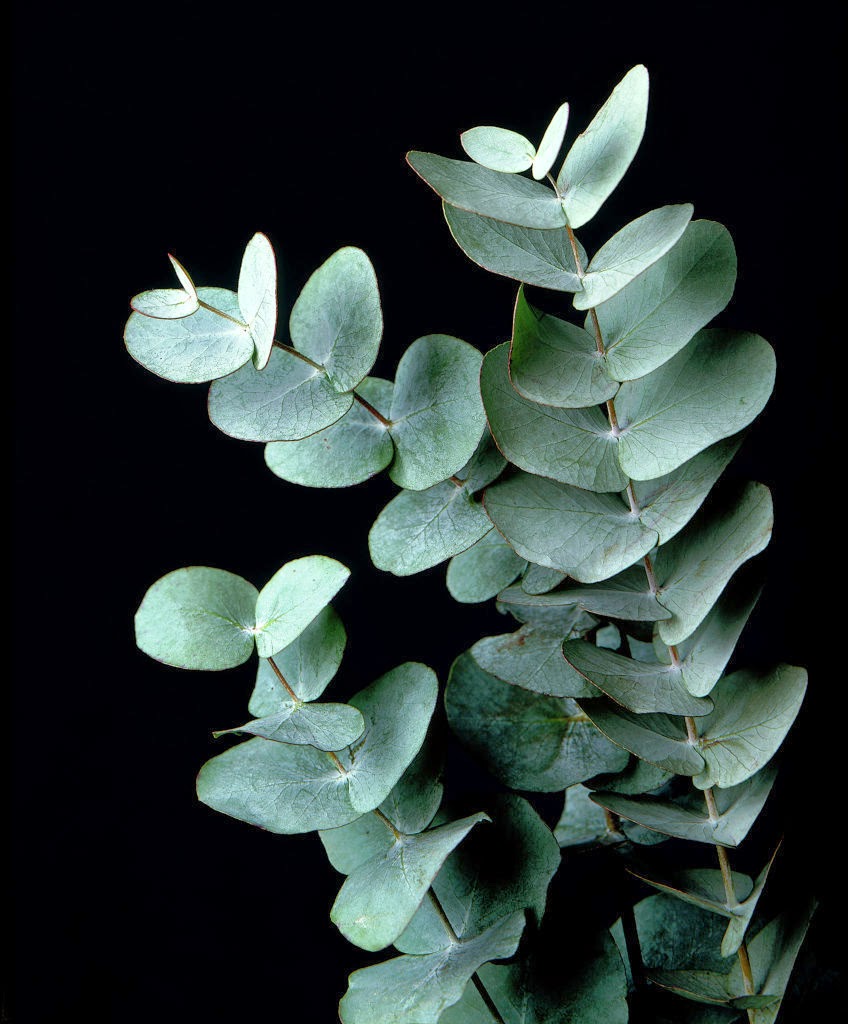 Eucalyptus