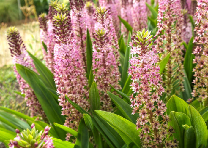 Eucomis or Pineapple Lily