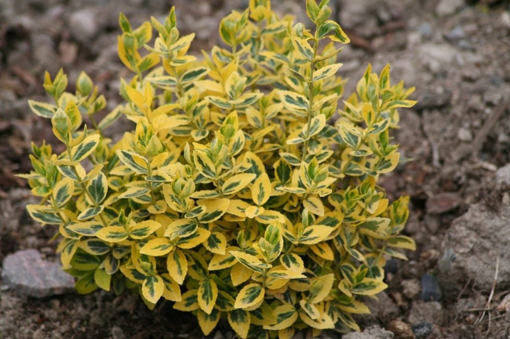 Euonymus Fortuneii