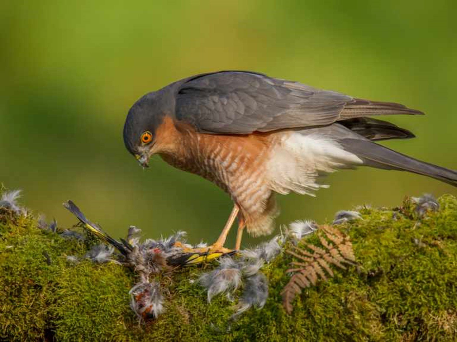 12 Different British Birds of Prey (Common & Rare) - TheArches