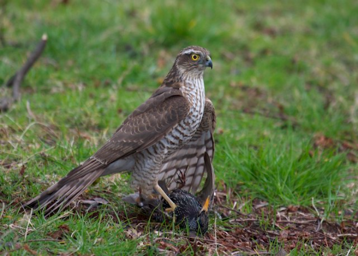 Eurasian sparrowhawk