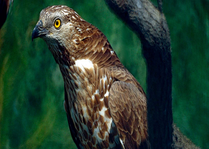 European-honey buzzard