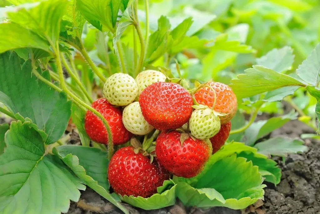 Ever-Bearing Strawberries