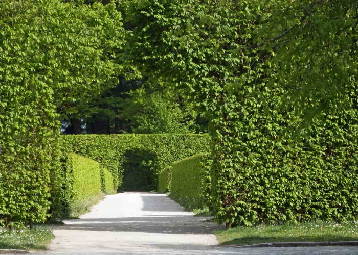 Evergreen Hedges