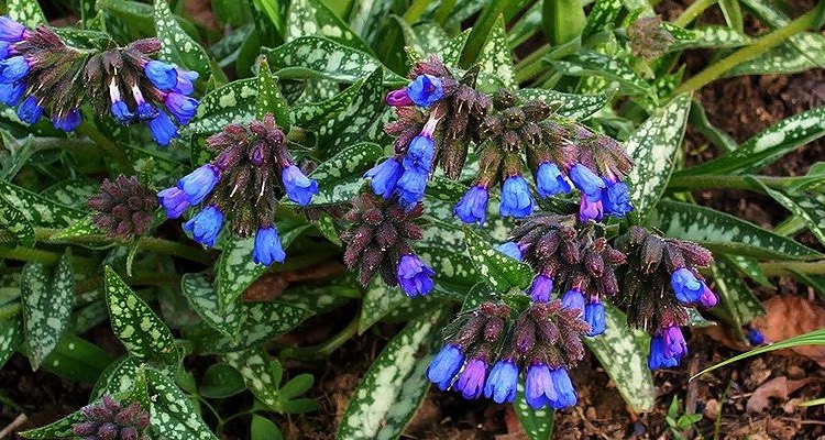 Evergreen Perennials