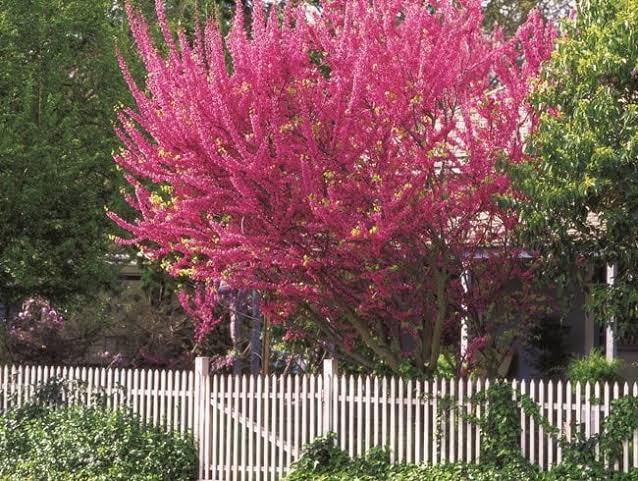 Everything You Need to Know About Redbud Trees