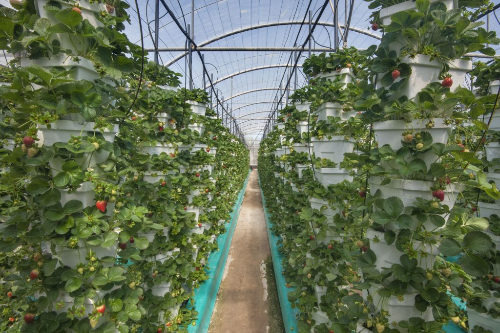 Evolution of Strawberry Cultivation