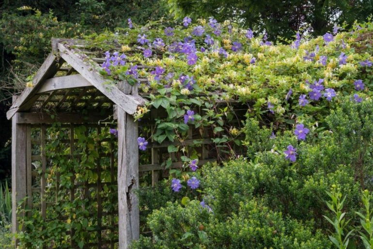 Exceptional Evergreen Climbers