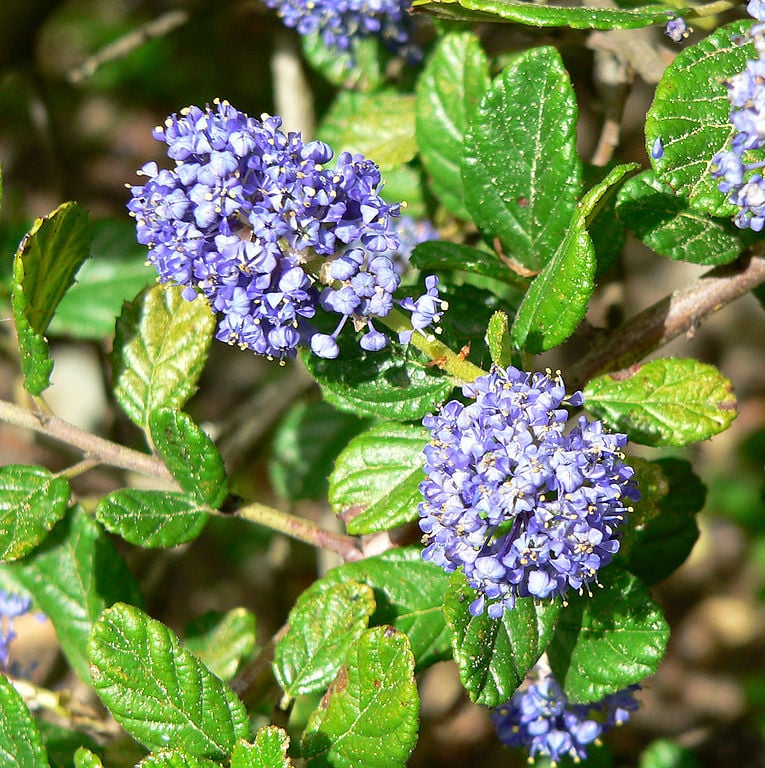 Exceptional Features of The Yankee Point Shrubs