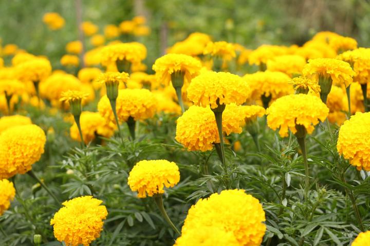 Exploring Wonderful Reasons for Growing Marigolds as Companion Plants