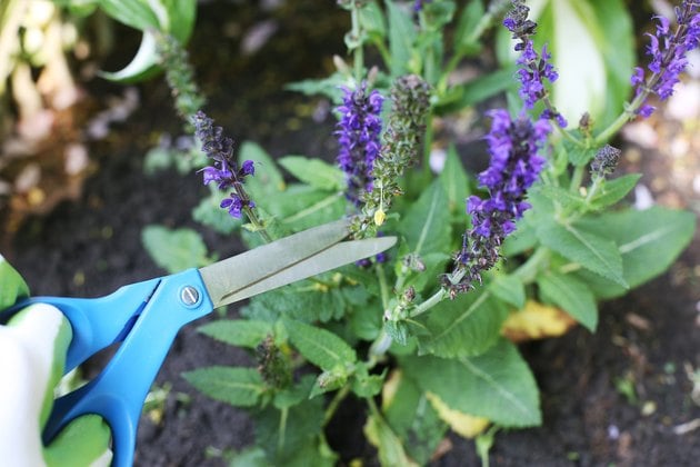 Factors Affecting the Blooming Period of Salvia Plants