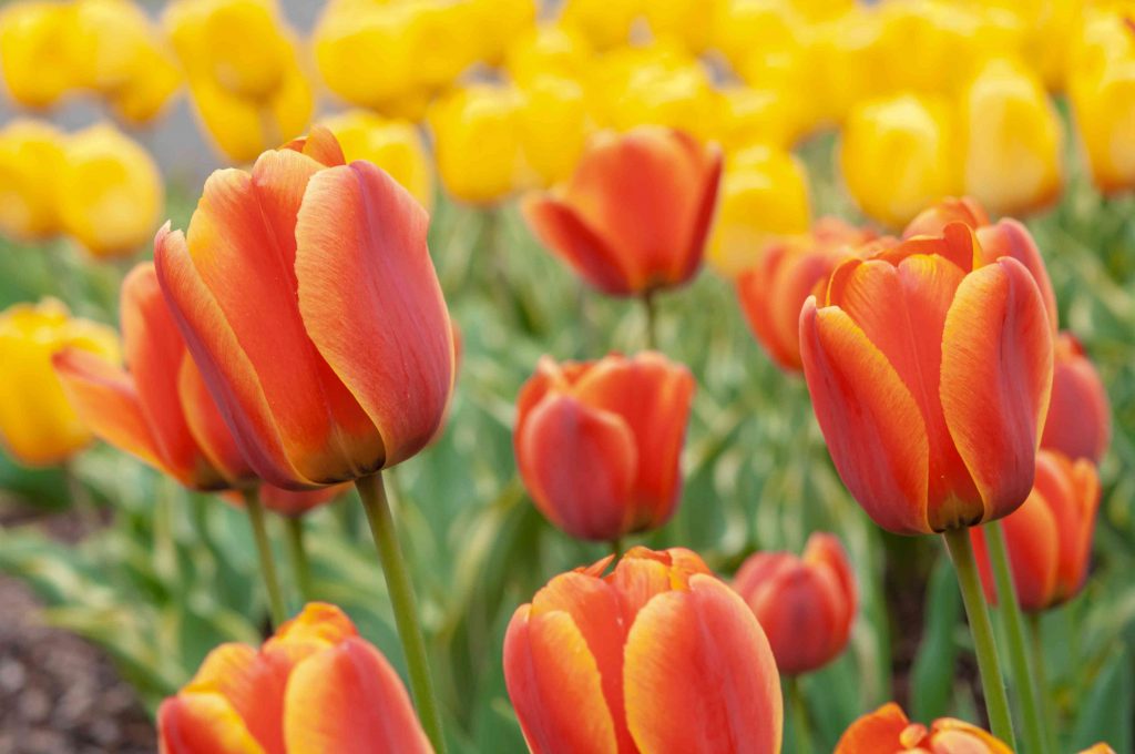 Factors to Consider When Growing Tulip Bulbs