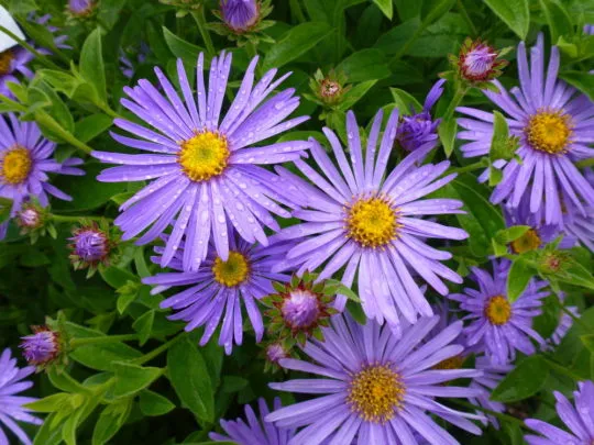 Fake Aster