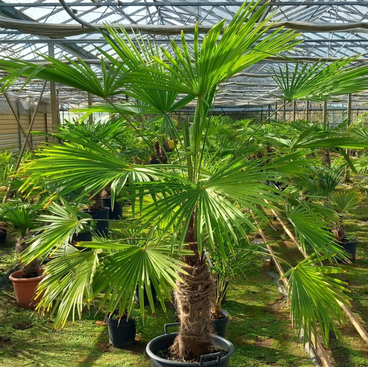 Fan Palm (Trachycarpus) (1)