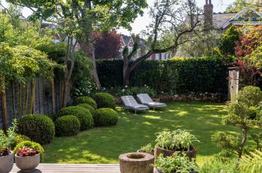 Fast-Growing Trees For Garden Privacy
