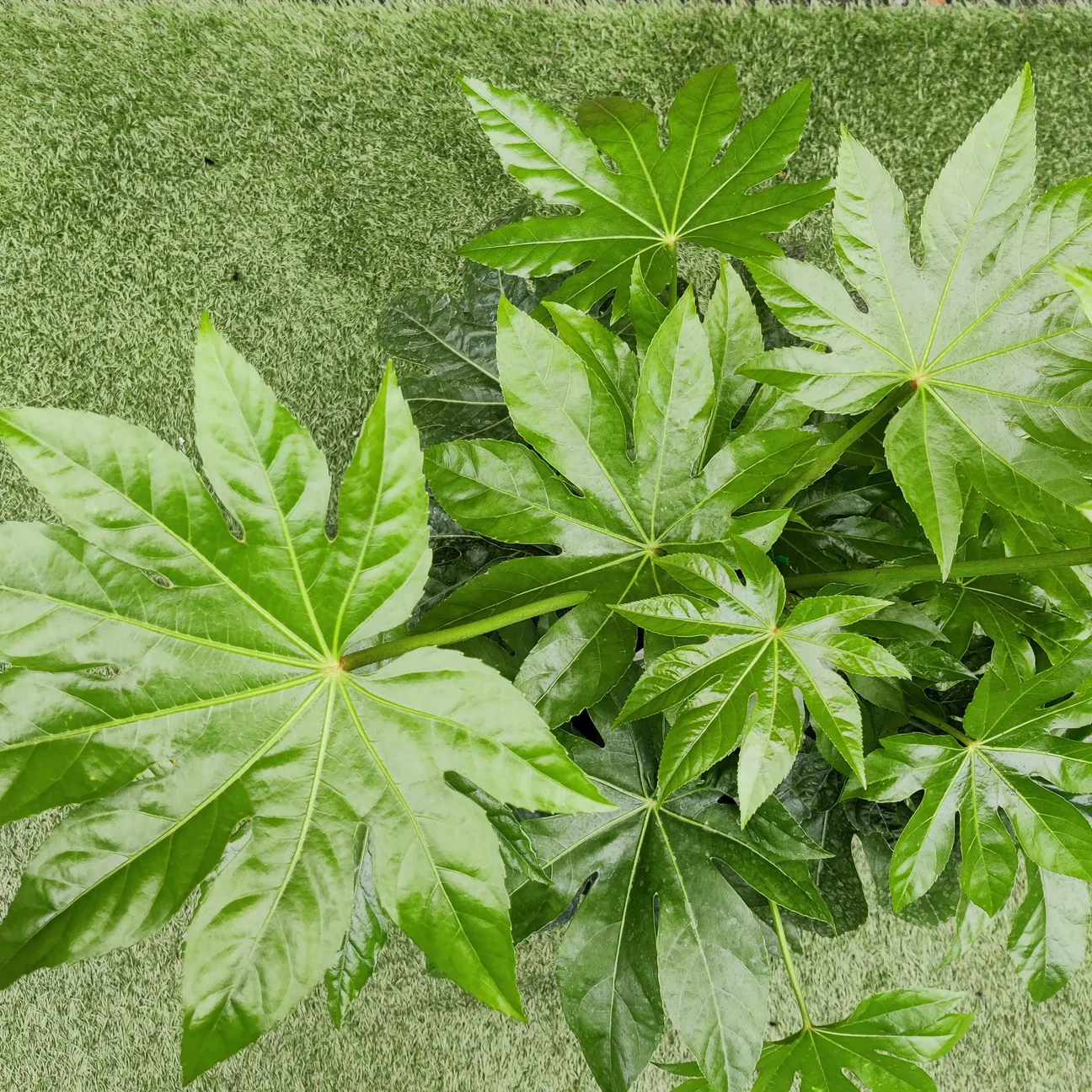 Fatsia Japonica