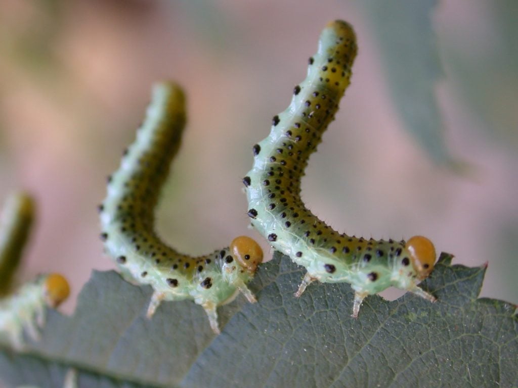 Features of Rose Sawfly