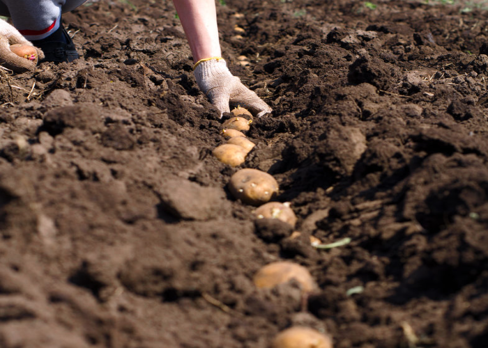 MONTH BY MONTH VEGETABLE PLANTING GUIDE UK visual data 3