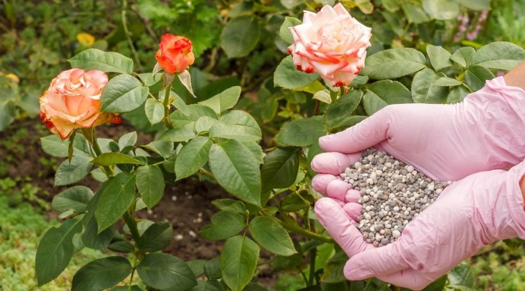 How To Treat Rose Black Spot In 3 Easy Stages